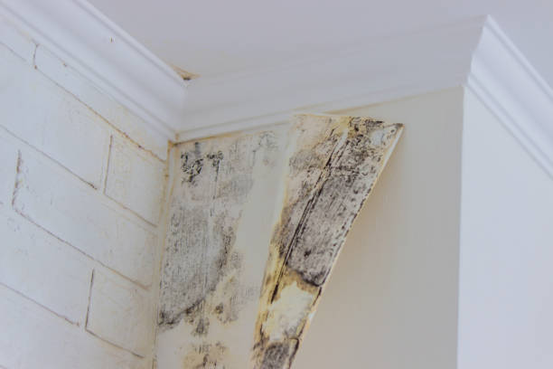 Best Environmental Consulting for Mold Prevention  in Bing, OR